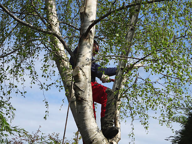 How Our Tree Care Process Works  in  Mcqueeney, TX