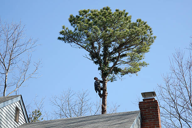 Best Arborist Consultation Services  in Mcqueeney, TX